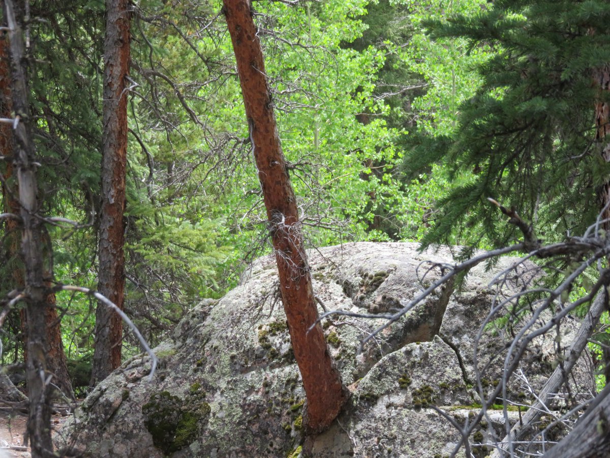 SasquatchJourn1's tweet image. This fascinates me - It's not a Sasquatch or a tree structure - just proof that if given a chance life will find a way - - #Bigfoot #Sasquatch #Treestructure #Squatchy