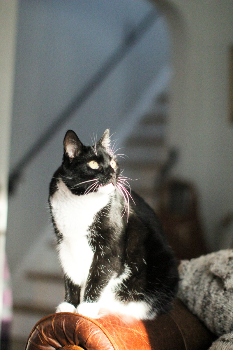 hey.....you can win some cat food from Snappy Tom Pets (and everyone gets a $5 discount code!) just by posting a pic of your cat between now and July 4 w  #snappytom4thfun #instacats  miss you Annie