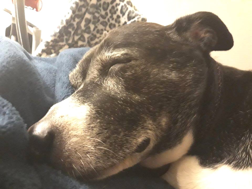 "Brought her home today from the local animal shelter. Shes 12. They said no one wanted her. I do. Shes had a long day. Rest well friend! Tomorrow we play!" 💕