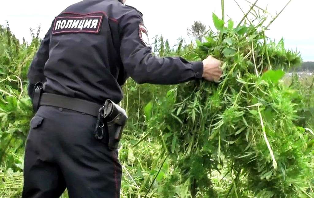 правонарушение за коноплю правонарушение за коноплю