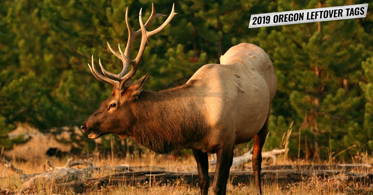 GOHUNT's tweet photo. INSIDER EXCLUSIVE: More than 200 #Oregon controlled #hunting tags are available as leftovers. See the list &amp; when you can pick up a leftover tag here https://t.co/ncdra7H53l https://t.co/90heeN3nZx