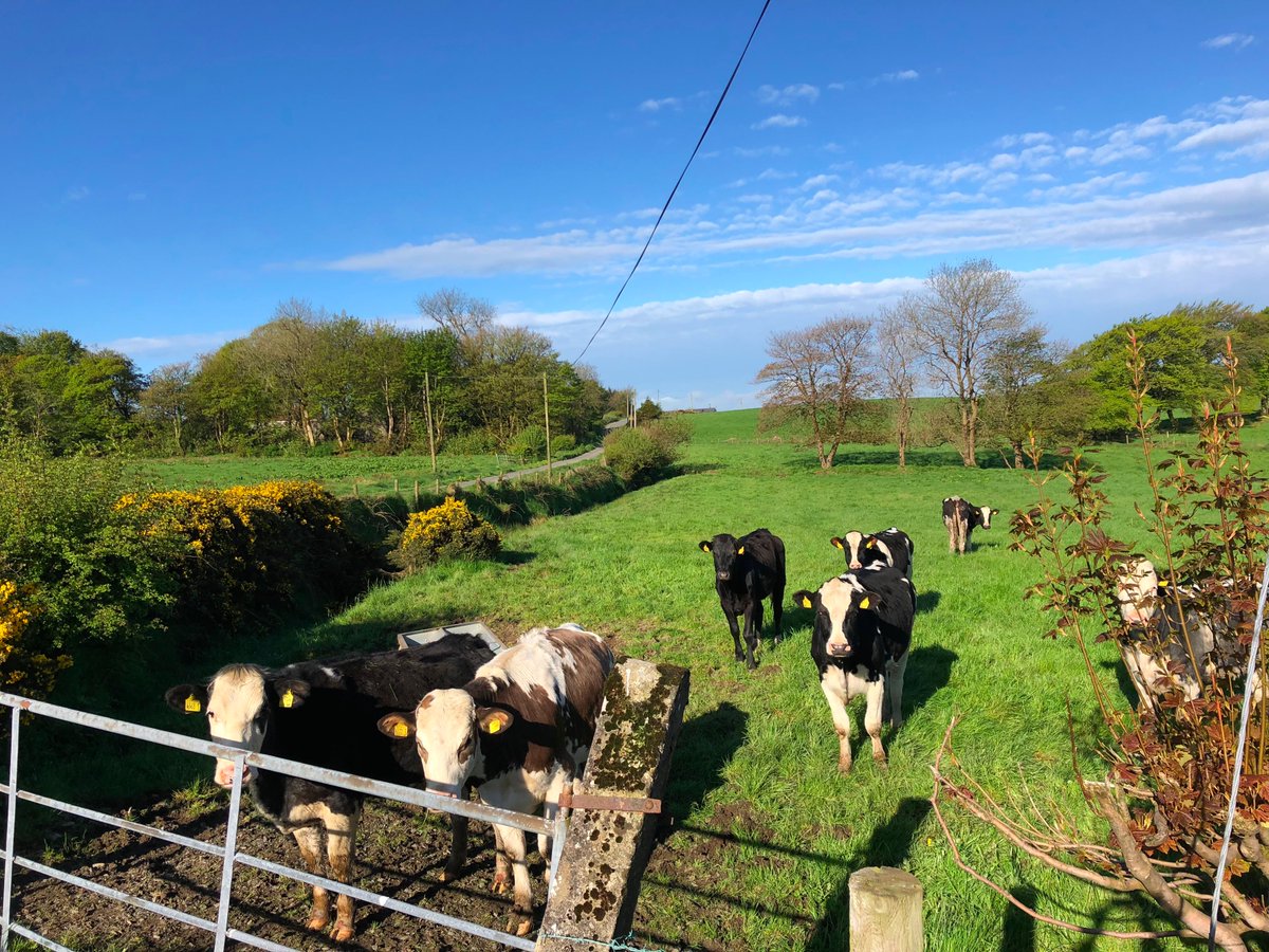 RicardMoren's tweet photo. @shirleyclerkin #HAMLETS Research @UABBarcelona:
MULLYASH (ED) Monaghan county #Ireland #RoI:
350 inhabitants (CSO2016) including 99 born abroad:
94 in #UK, 1 in other #EU28 &amp; 4 in rest of World.
#EuropeanDiversity #ruralEU #RURALimmigration
#Mullyash #Monaghan
See https://t.co/fod9N0mV3d
📷2018 https://t.co/Ucp0FX1o7Q