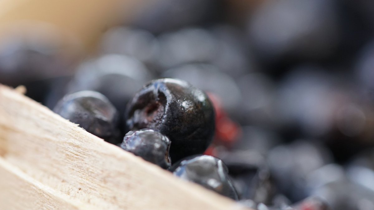 Wilde Heidelbeeren wirken besonders antibakteriell. Das gefährliche Bakterium Fusobacterium nucleatum wird durch die Polyphenole in den #Heidelbeeren eliminiert. Es ist hauptverantwortlich für die Entstehung von Parodontitis. #ServiceTweet 
#StartInDenTag #SchönenDienstag