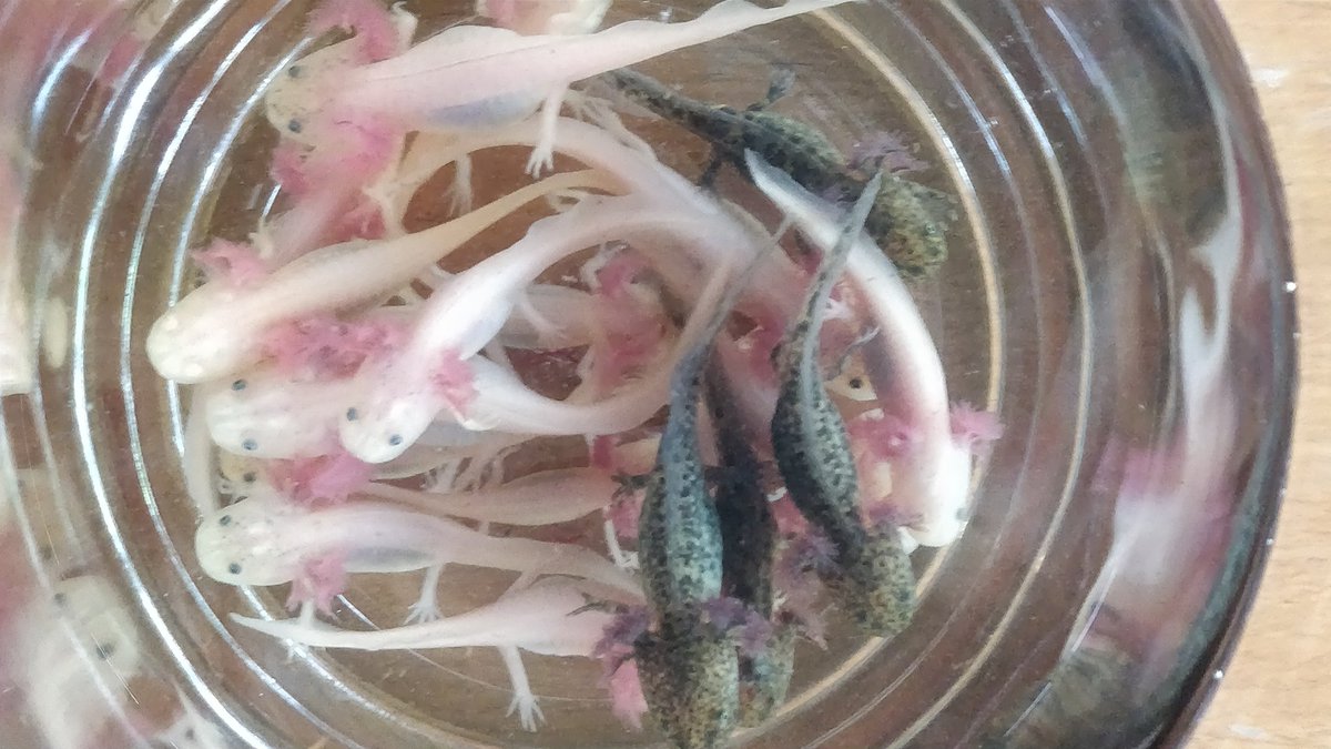 Caspar Henderson Good Morning Here Is A Baby Axolotl T Co 6pmxx6okhb Twitter