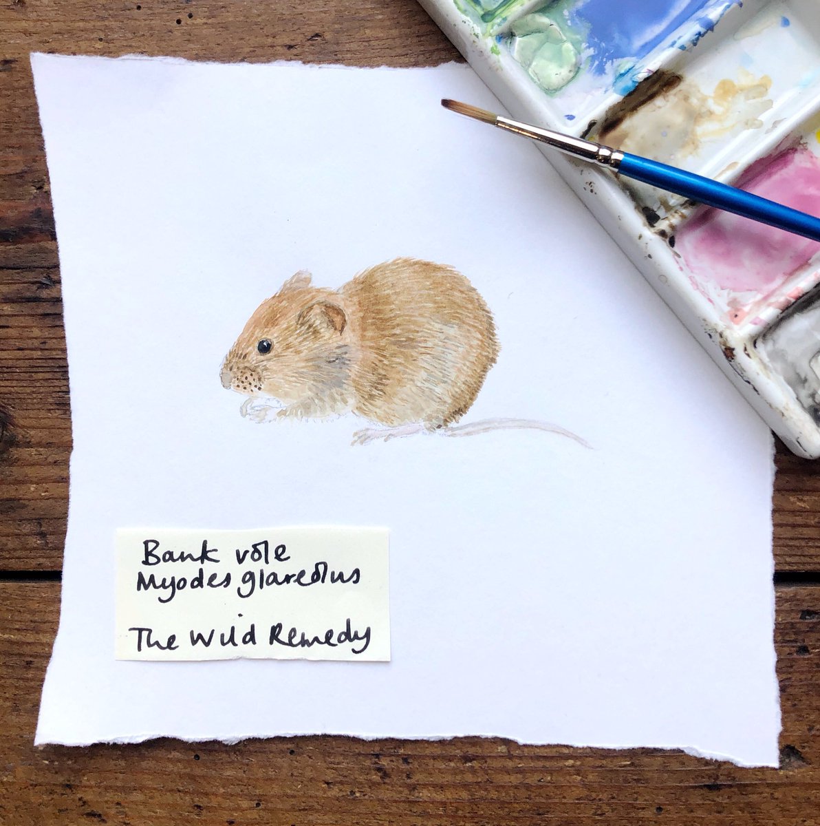 To celebrate he US publications of #TheWildRemedy I’m giving away my original watercolour of a bank vole. He appears on p179 in a passage about the wild inhabitants of our garden &amp; how watching them helps my mental health

I’ll post anywhere. Just RT &amp; follow for a chance to win.