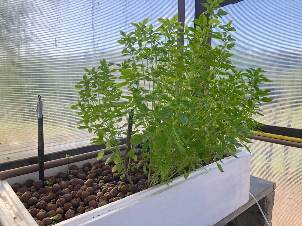 JulioFDRezende's tweet photo. @filling_space #letucce and Basil were some ingredients of our meal in #Mars #space analog mission in Habitat Marte. #HabitatMarte @habitatmarte  #aquaponics #cleantech https://t.co/RBM6rqRSvm