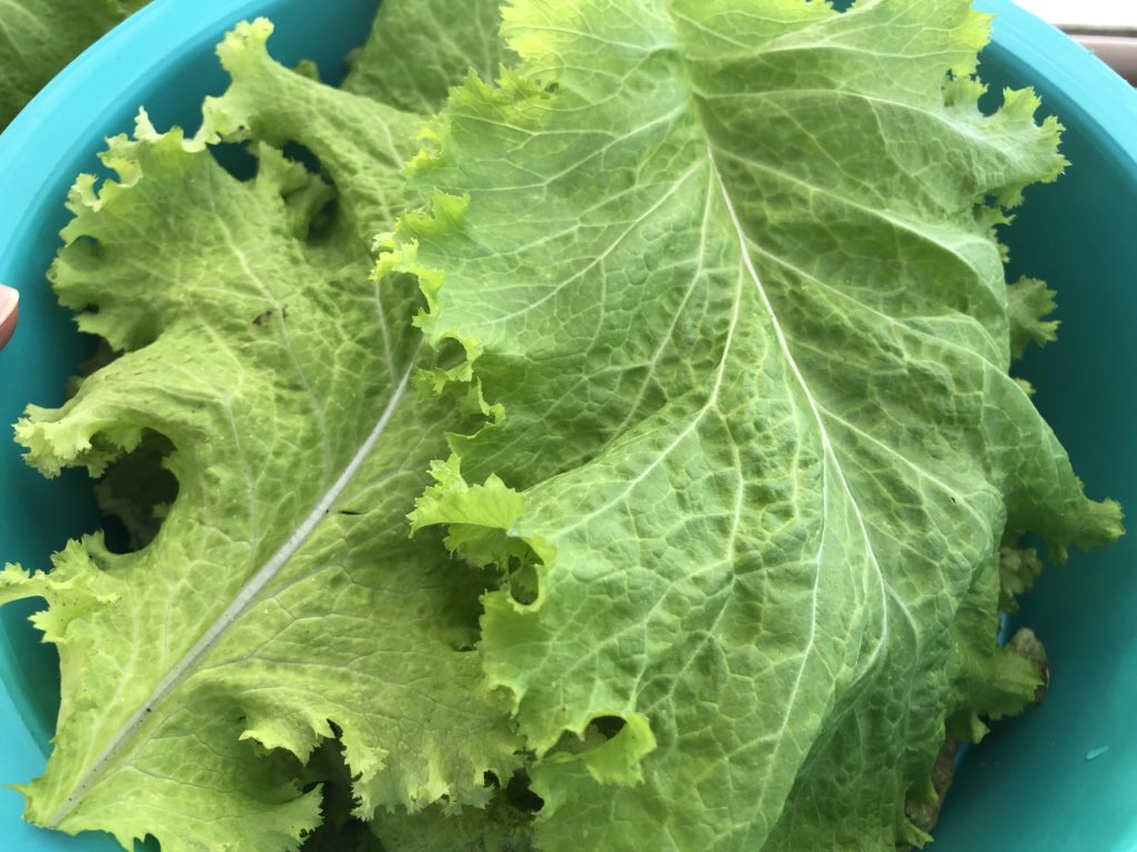 JulioFDRezende's tweet photo. @filling_space #letucce and Basil were some ingredients of our meal in #Mars #space analog mission in Habitat Marte. #HabitatMarte @habitatmarte  #aquaponics #cleantech https://t.co/RBM6rqRSvm