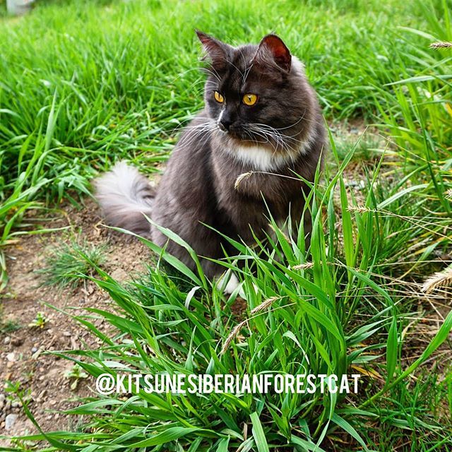 KitsuneSFC's tweet photo. Enchanting 💖😻🧚‍♀️🧝‍♂️🧞‍♂️
#maneki #manekichan #enchanting #meowgical #magic #magnificentmondaylook #meowdels #magnificentmeowdels #grass #green #summer #yard #adventurecat #followadventurecats #colorado 
@rory_the_amazing https://t.co/Xg3ZIY624B https://t.co/Rkq5jdYbpT