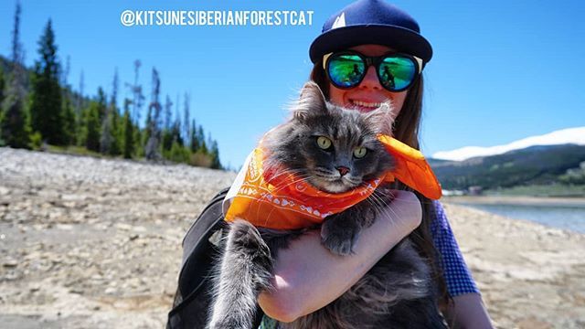 KitsuneSFC's tweet photo. Summer Beach Days in the Meowntains 🏞😻🌞⛱
#kitsune #adventurecat #followadventurecats #magnificentmondaylook #spreadthemagnificence #siberian #siberiancat #beach #restingbeachface #beautiful #catmom #summer #summitcounty #lakedillon #laughingjay 
@@ro… https://t.co/YKw9jLHcZL https://t.co/fuTRVdhjzm