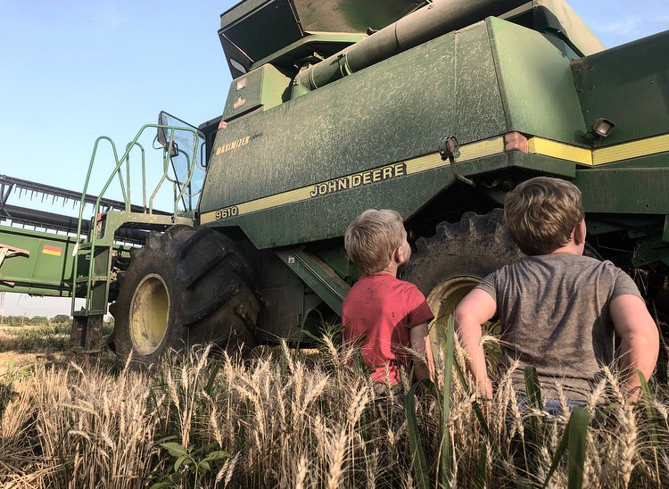 🌾”Hey Dad. Ivan said sumbitch”
🌾 “Is that a bad word dad?”
🌾 “Sometimes you hear bad words when the combine breaks boys”

Pretty cool to see family farms in action. It’s about the moments like that.  
#farming #familyfarm #farmers #wheatharvest #wheat #dadshelper <a href="/BecksHybrids/">Beck's Hybrids</a>