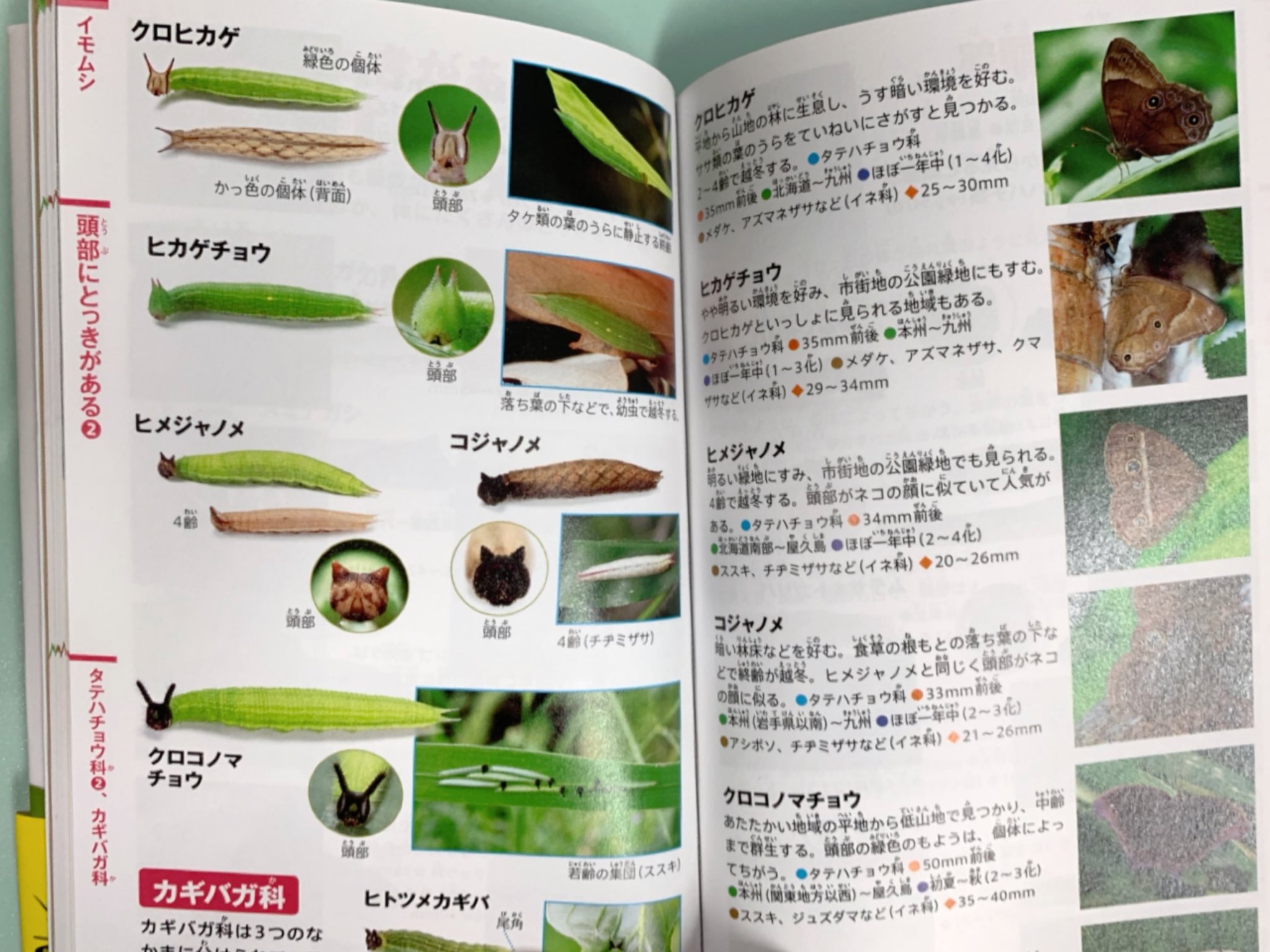 日本野虫の会 重版御礼 手すりの虫観察ガイド 小学館のneo Pocketイモムシとケムシ を入手 大きい版は持っているのでその縮小版かな と思ったら大間違い 大きい版は科でまとめたイモムシ大図鑑なんですが ポケット版はイモの色や形態 住処から引けるよう 日本野虫の会 重版御礼 手すりの虫観察ガイド 小学館のneo Pocketイモムシとケムシ を入手 大きい版は持っているのでその縮小版かな と思ったら大間違い 大きい版は科でまとめたイモムシ大図鑑なんですが ポケット版はイモの色や形態 住処から引けるよう