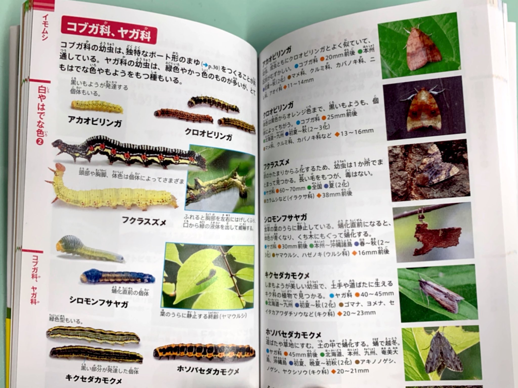 日本野虫の会 重版御礼 手すりの虫観察ガイド 小学館のneo Pocketイモムシとケムシ を入手 大きい版は持っているのでその縮小版かな と思ったら大間違い 大きい版は科でまとめたイモムシ大図鑑なんですが ポケット版はイモの色や形態 住処から引けるよう 日本野虫の会 重版御礼 手すりの虫観察ガイド 小学館のneo Pocketイモムシとケムシ を入手 大きい版は持っているのでその縮小版かな と思ったら大間違い 大きい版は科でまとめたイモムシ大図鑑なんですが ポケット版はイモの色や形態 住処から引けるよう