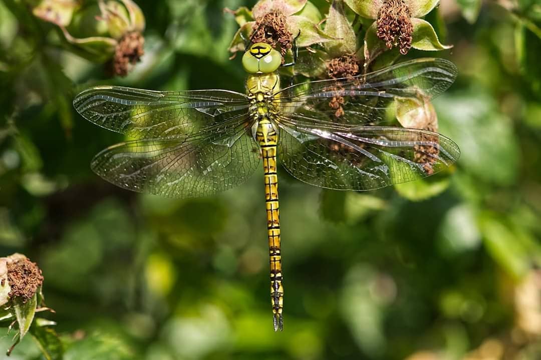 Southern Migrant Hawker.....