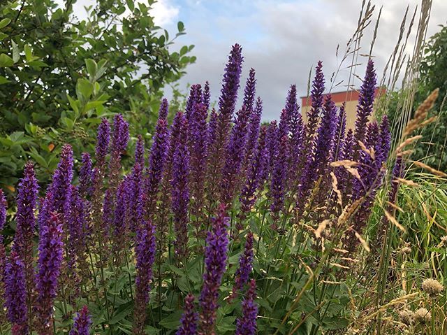 marlenebergman's tweet photo. Clouds in the background with promises of rain #morning #morningwalk #walk #tuesday #july2 #summer #oxls #oxelösund #sweden #outdoors #exercise #purple #flowers #sky #clouds #rainsoon https://t.co/bfaViug3pg