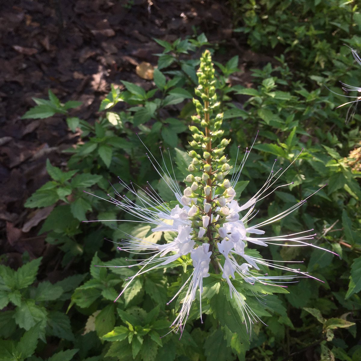 CurtisSChin's tweet image. A #CurtisChinHashtagShoutout goes out to #FOJSG! That would be #FourthofJuly Singapore 🇺🇸

It’s a particularly special #July4 as our @RedWhiteBlueDot Chargé d’Affaires @StephanieSyptak completes her tour in the 🇸🇬 Lion City. She will most definitely be missed. 

🍔🌭🍟🗽🎇🦅 #USA