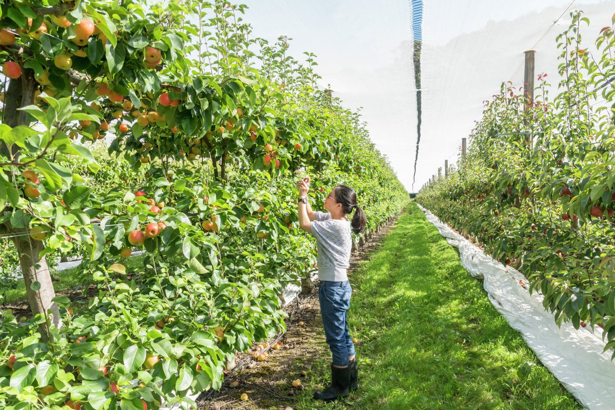 plantandfood's tweet photo. Be a part of the team that has created some of the most delicious #apple and #pear cultivars in the world! 🍎🍐 We have a #vacancy for Scientist / Apple and Pear Breeder in Hawke's Bay. @nzapples @GTGHHawkesBay
https://t.co/5qMHbzWoIi
#sciencejob #orchardjob #nzjob #hiring https://t.co/KTKnP0Qqt4