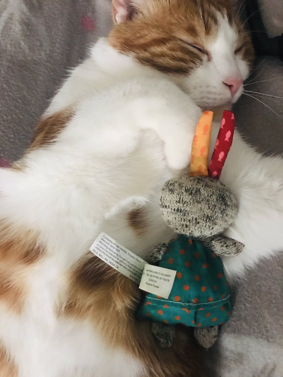 LexyShan's tweet photo. @VodKirl Oh oui j’ai tellement de photos de mes chats 🐈 https://t.co/l7OdxbygCD