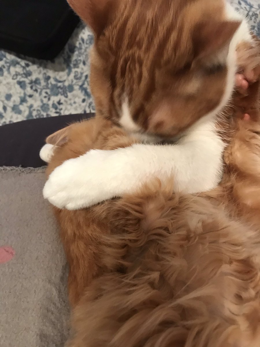 LexyShan's tweet photo. @VodKirl Oh oui j’ai tellement de photos de mes chats 🐈 https://t.co/l7OdxbygCD