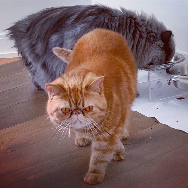 derpycatsandchn's tweet photo. Apollo:”Merlin, stop eating, there’s something going on...”
Merlin:”Nomnomnomnnom...” https://t.co/Ga6Iquu96P
