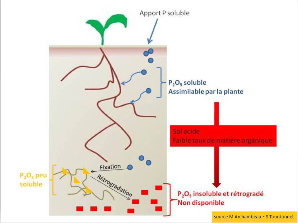 Phosphore : sa ressource n'étant pas illimitée, il va falloir optimiser en 1er la fertilité des sols, puis mettre en place des rotations avec des espèces ayant une forte capacité à extraire le P présent dans le sol si absence d'élevage ou apport exogène de P