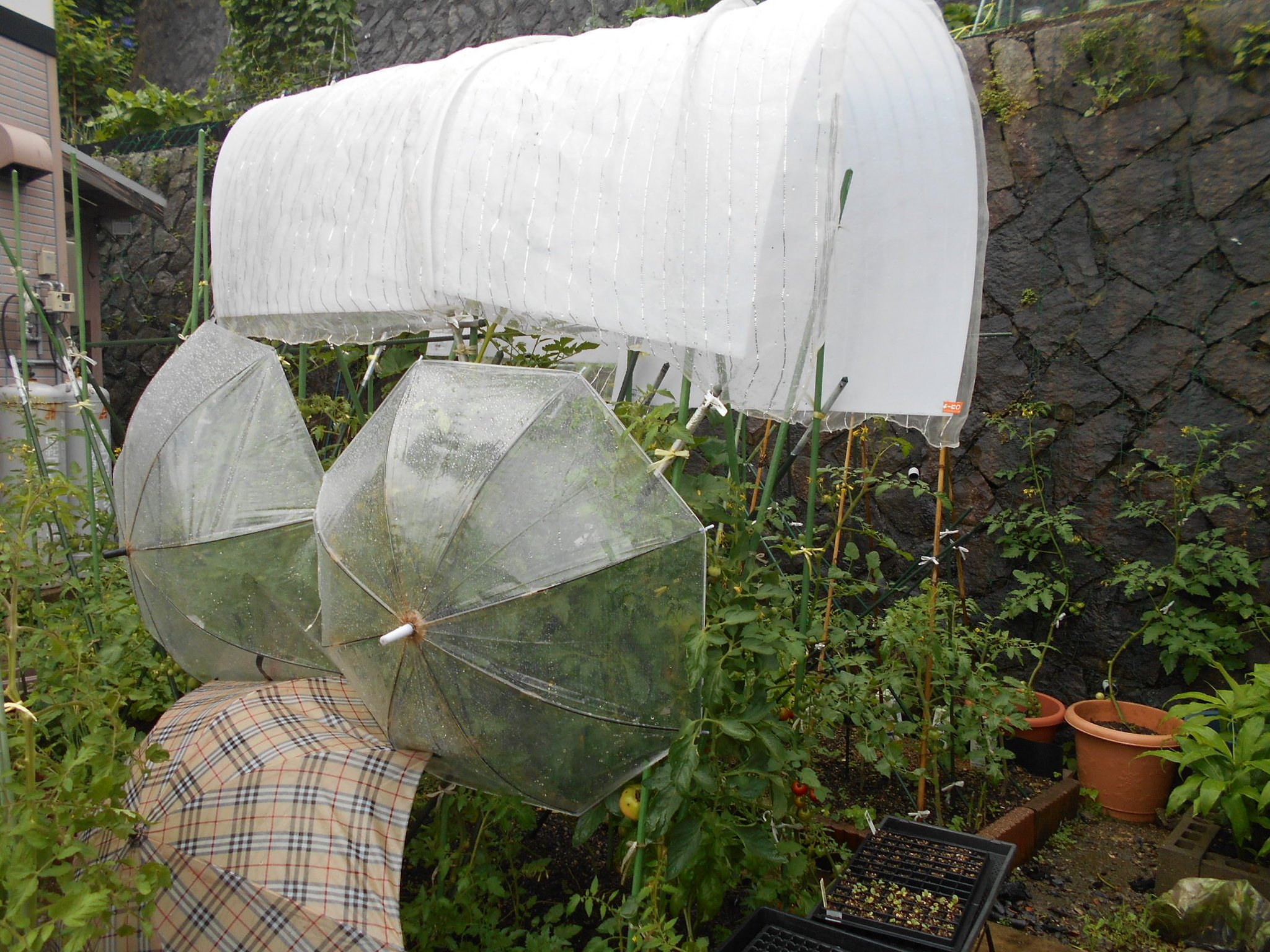 うさ 7 2 本格的な梅雨に入り雨が降り続いています トマト の実割れが心配で 昨日 適当に簡易の雨よけ を施したのでしたが 養生シートがことのほか気に入ったので コーナンで買い足して2枚つけ直してみました 下の方は古傘で防御してみました
