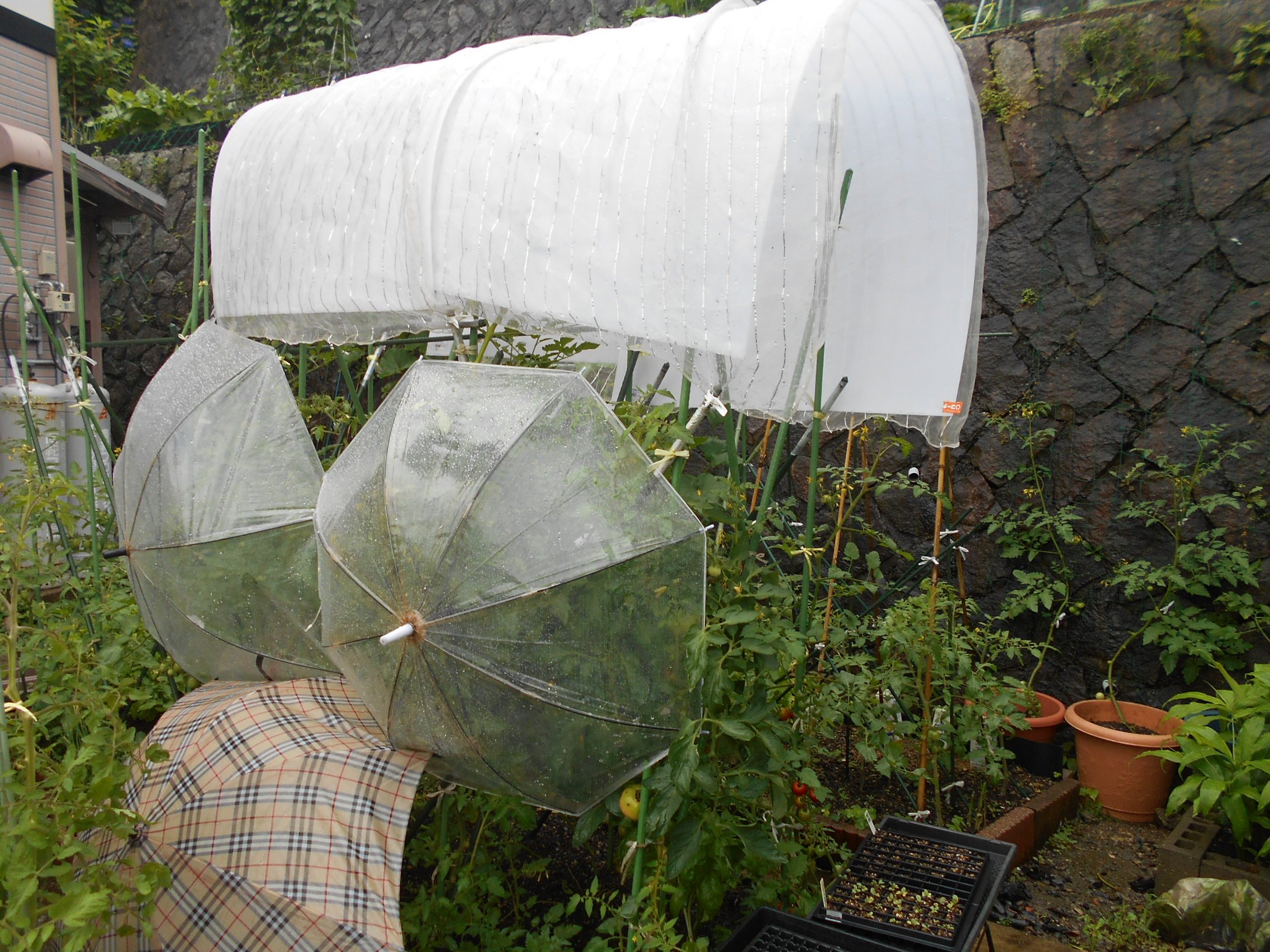 うさ 7 13 ミニ トマト は雨が続いて実割れするし水っぽいしで ソテーしてみたらイタリアンっぽくて夫に好評で おかわりしれくてましたぁ オリーブオイルでニンニクスライスと一緒に皮に焦げ目がつく位ソテーして 塩胡椒 フレッシュバジルを