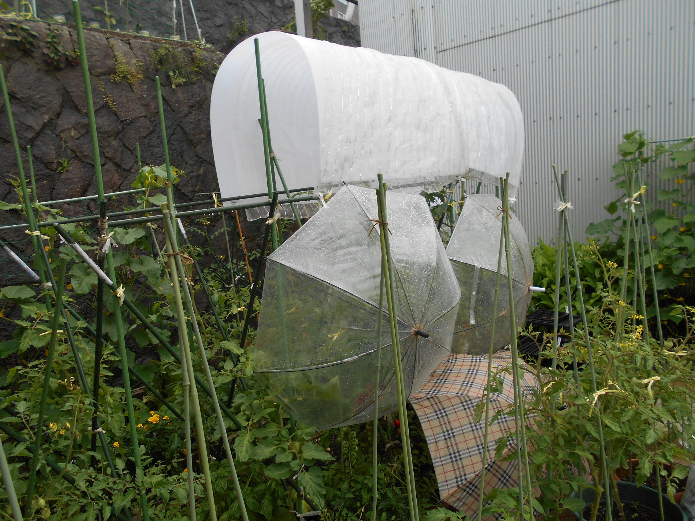 うさ 7 13 ミニ トマト は雨が続いて実割れするし水っぽいしで ソテーしてみたらイタリアンっぽくて夫に好評で おかわりしれくてましたぁ オリーブオイルでニンニクスライスと一緒に皮に焦げ目がつく位ソテーして 塩胡椒 フレッシュバジルを