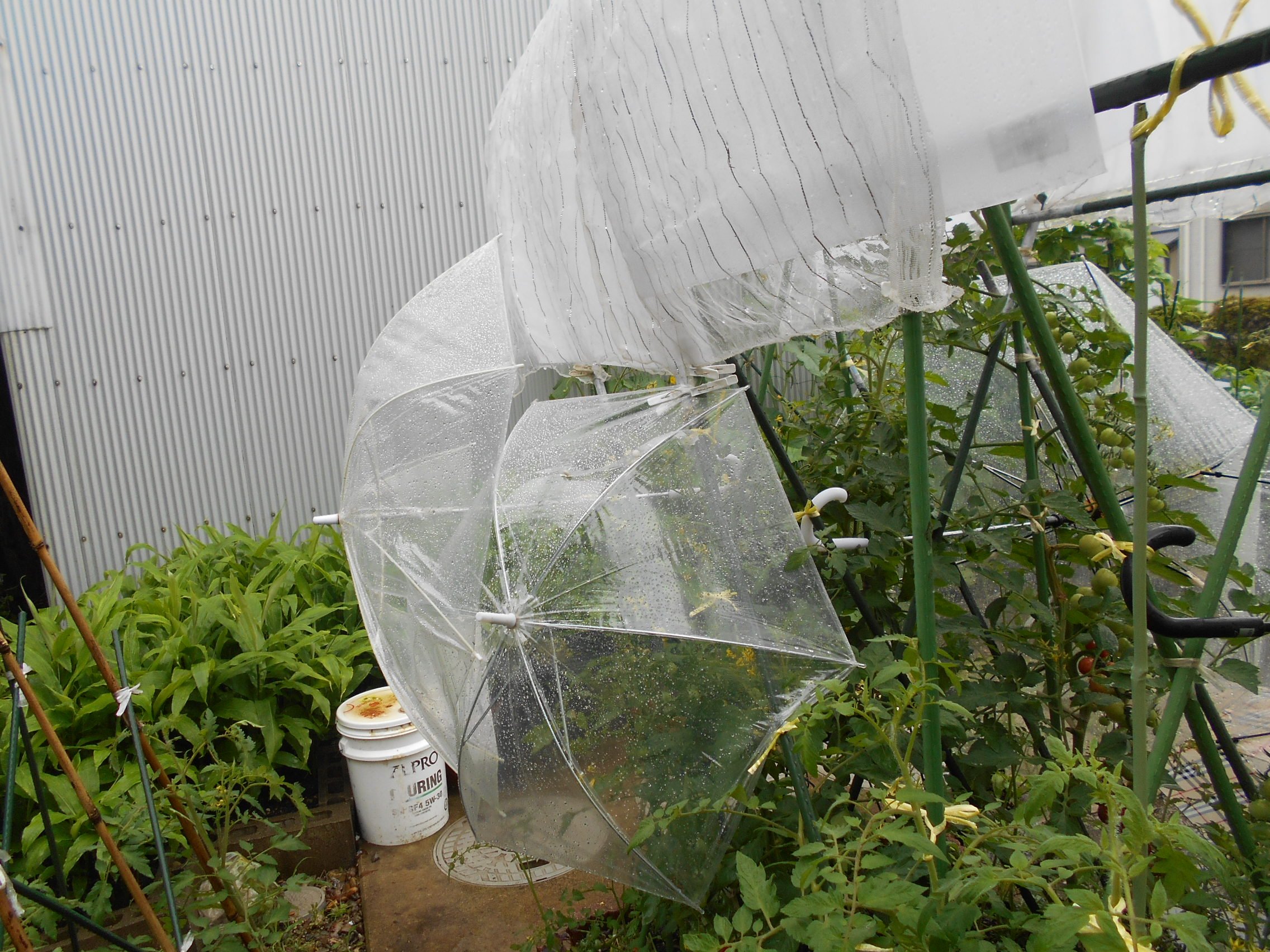 うさ 7 13 ミニ トマト は雨が続いて実割れするし水っぽいしで ソテーしてみたらイタリアンっぽくて夫に好評で おかわりしれくてましたぁ オリーブオイルでニンニクスライスと一緒に皮に焦げ目がつく位ソテーして 塩胡椒 フレッシュバジルを