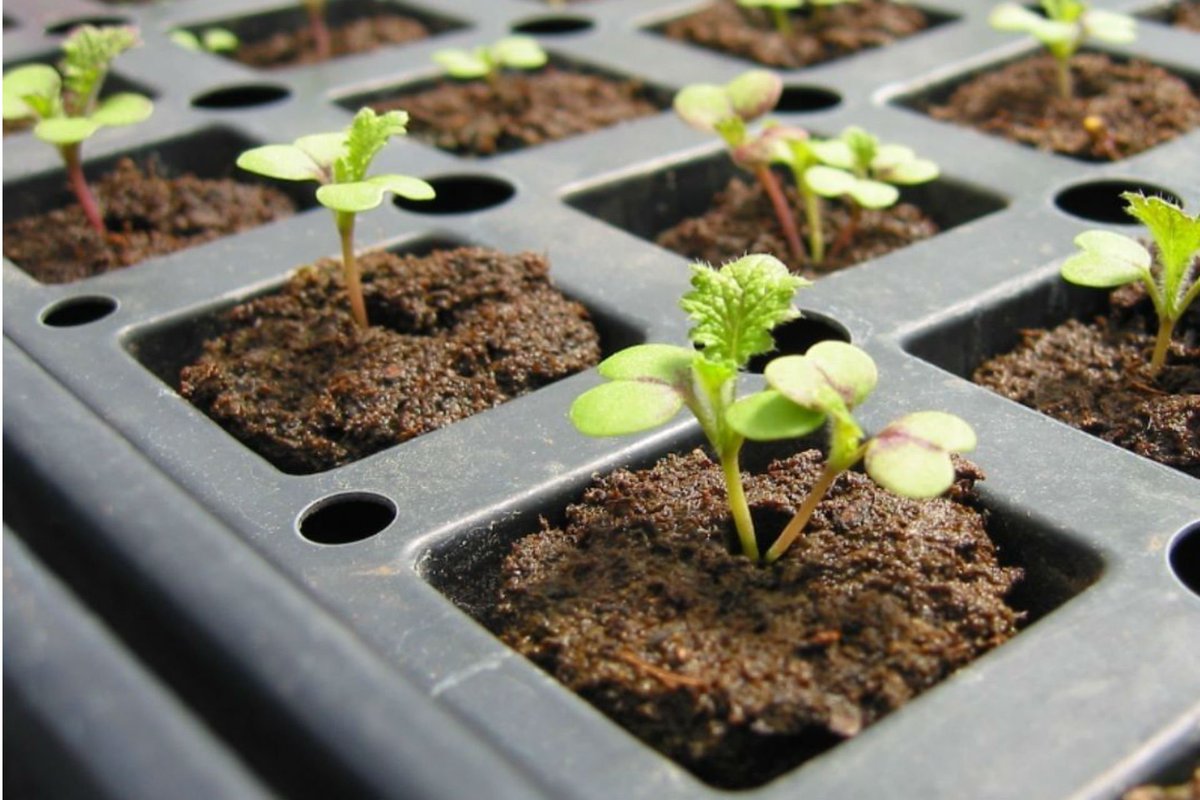 BeboAqua's tweet photo. Flushing is a significant, generally basic, and very frequently misjudged system that ought to be utilized by pretty much every nursery worker. A legitimate flushing could be delightful or brutal.

Read more from our blog, link in bio

#flushing #plants #grow #medium #hydroponics https://t.co/yGDwaYarON