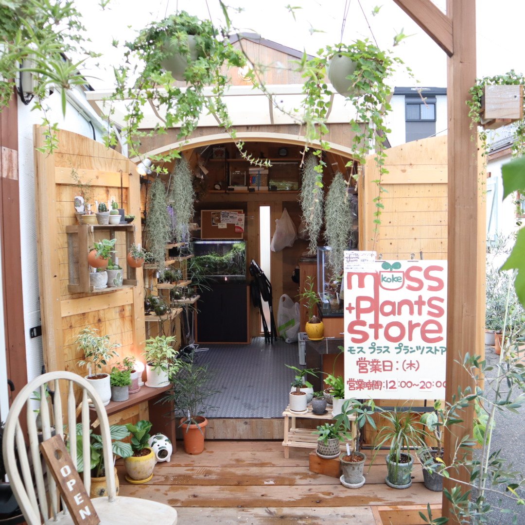 plantsstore's tweet photo. 今日は火曜日ですが20時まで営業いたします✨
7月4日(木)は���休みします🙇‍♀️
#苔 #moss #苔リウム #コケリウム #苔テラリウム #コケテラリウム #テラリウム #terrarium #パルダリウム #paludarium #植物 #plants #グリーンインテリア #大阪 #城東区 #WOODHUTモバイルパーク #お待ちしてます！ https://t.co/lVhLQjjVRA