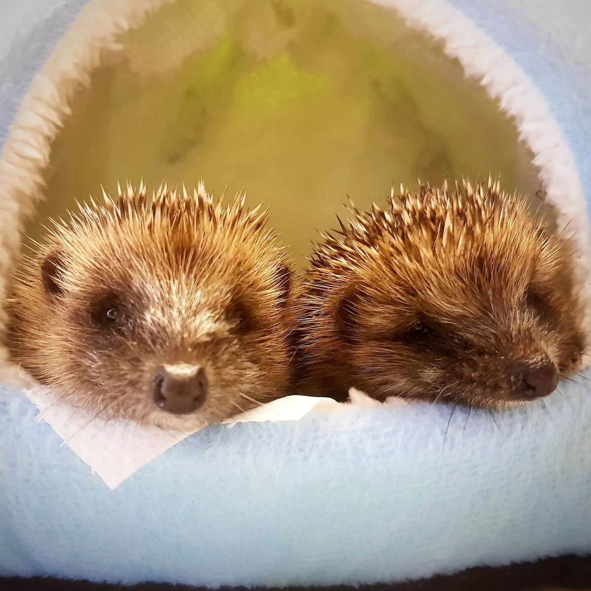 Hedgehogfriend3's tweet photo. Nice clean faces after their morning feed before school. Now tucked up in their bed . They may be hard work but they are so adorable how could anyone not love them #handfeed #hoglets
@RSPCA_official @ProfNoelFitz @DeborahMeaden https://t.co/0m86AqShgD