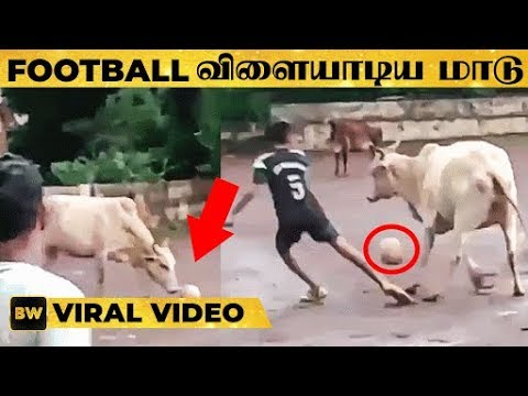 behindwoods's tweet photo. 'முடிஞ்சா தொட்டுப்பாரு'- இளைஞர்களுடன் Foot Ball விளையாடிய மாடு
Full Video Link : https://t.co/0xDhX9J7iJ
#cowfootball #football #cowfootball https://t.co/cC1ToOrjxW