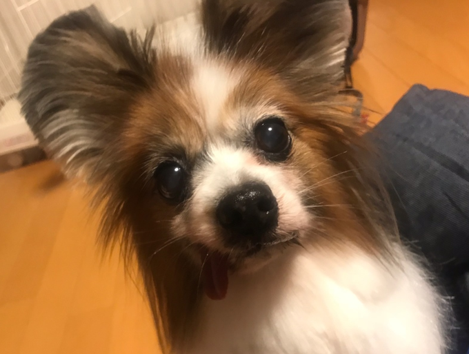 最高の動物画像 ベストパピヨン 犬 可愛い 最高の動物画像 ベストパピヨン 犬 可愛い
