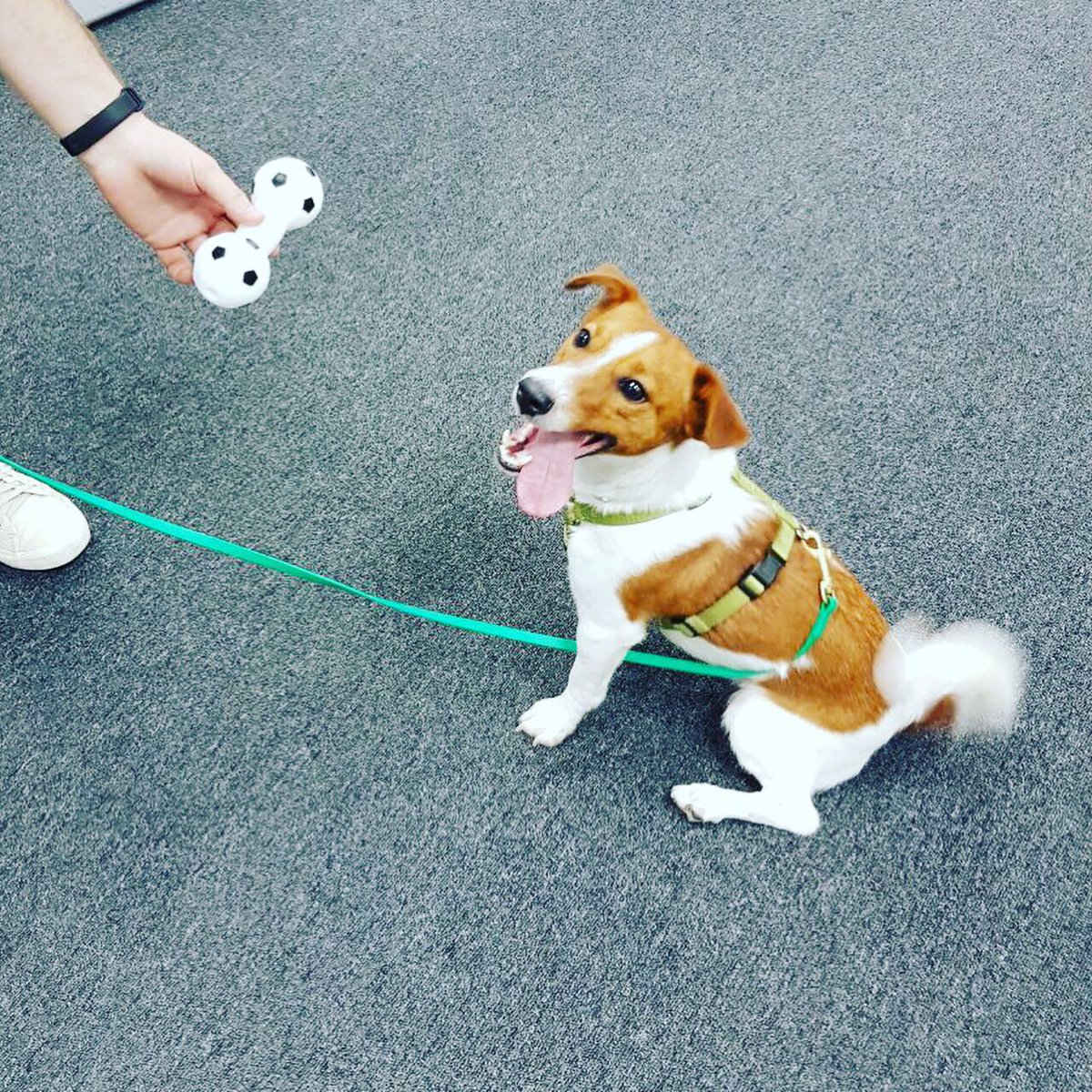EVADAV2's tweet photo. Today we join all the dog lovers around the world to celebrate the International Dog Day!
Our team has come with their dogs and has created a real celebration.
Love your pets as much as they love you. Woof-woof!
#pushad #push #pushnotifications #evadav #team #dogs https://t.co/7lhNbi0FsK