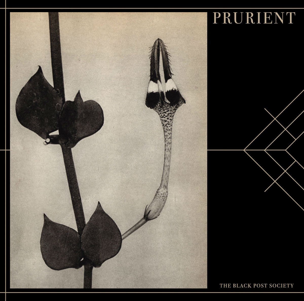 COLDSPRINGHQ's tweet image. Today's 'Three Quid Tuesday' #TQT: PRURIENT 'The Black Post Society' CD. #PowerNoise #BlackIndustrial #DominickFernow #VaticanShadow #HospitalProductions £3 price exclusive to webstore. Ends midnight tonight! store.coldspring.co.uk/index.php?rout…