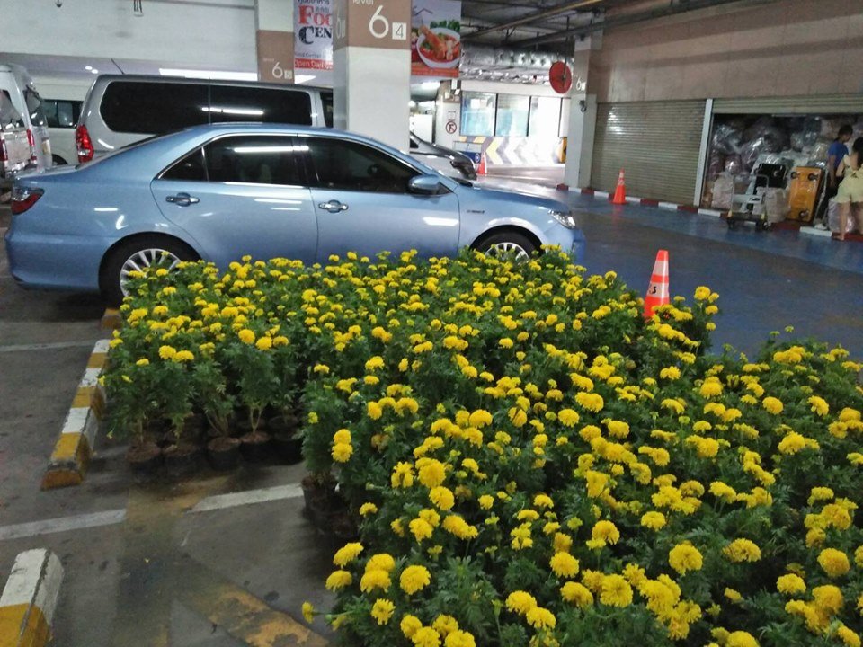 guy014276141's tweet photo. ส่งดาวเรือง แพลตตินั่ม ประตูน้ำ  ของยังพอมีเหลือนะครับ เผื่อท่านใดจะสั่ง https://t.co/TBhH8pJOHx