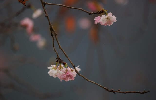Iki gündür ..
şu böceklerin sikişmeye çalışmasını 
izliyorum,
Koy artık içine yaa..