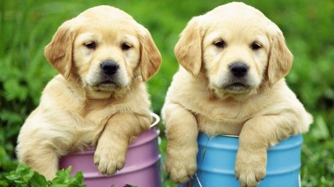 GOODDOGFOOD1's tweet photo. El cachorro y las alergias alimentarias

https://t.co/M8W7fzg9jE https://t.co/GkWVlTDv2V
