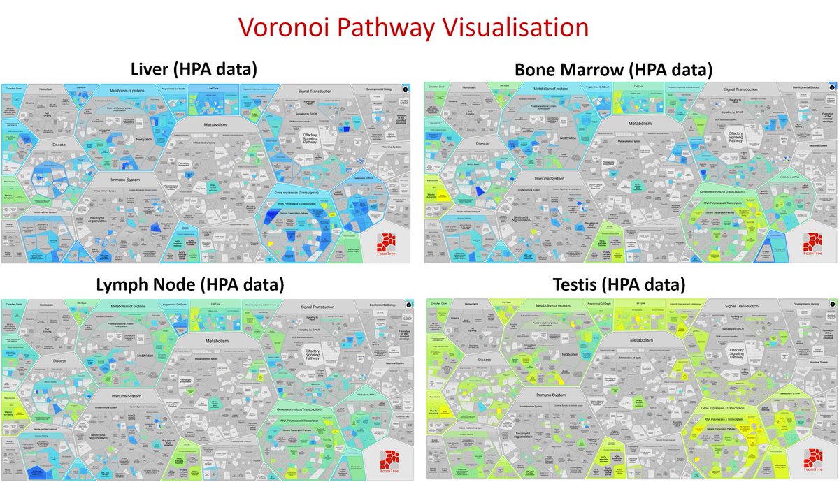 As part of our effort to provide visually attractive and more #userfriendly access to our biological #pathways, we are pleased to announce ReacFoam, our new high level pathways overview #visualisation based on Voronoi tessellation. For more visit reactome.org/about/news/141…