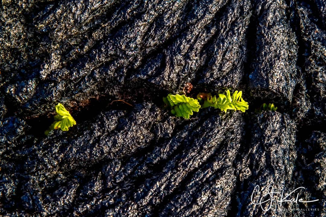 GPTech_global's tweet image. Pic of the day ✨📷 One thing we know after any volcanic eruption hear in the islands is that life will always find a way. We are in Hawai. #GPTech #life #extremeconditions #hawaii #lava #bigisland