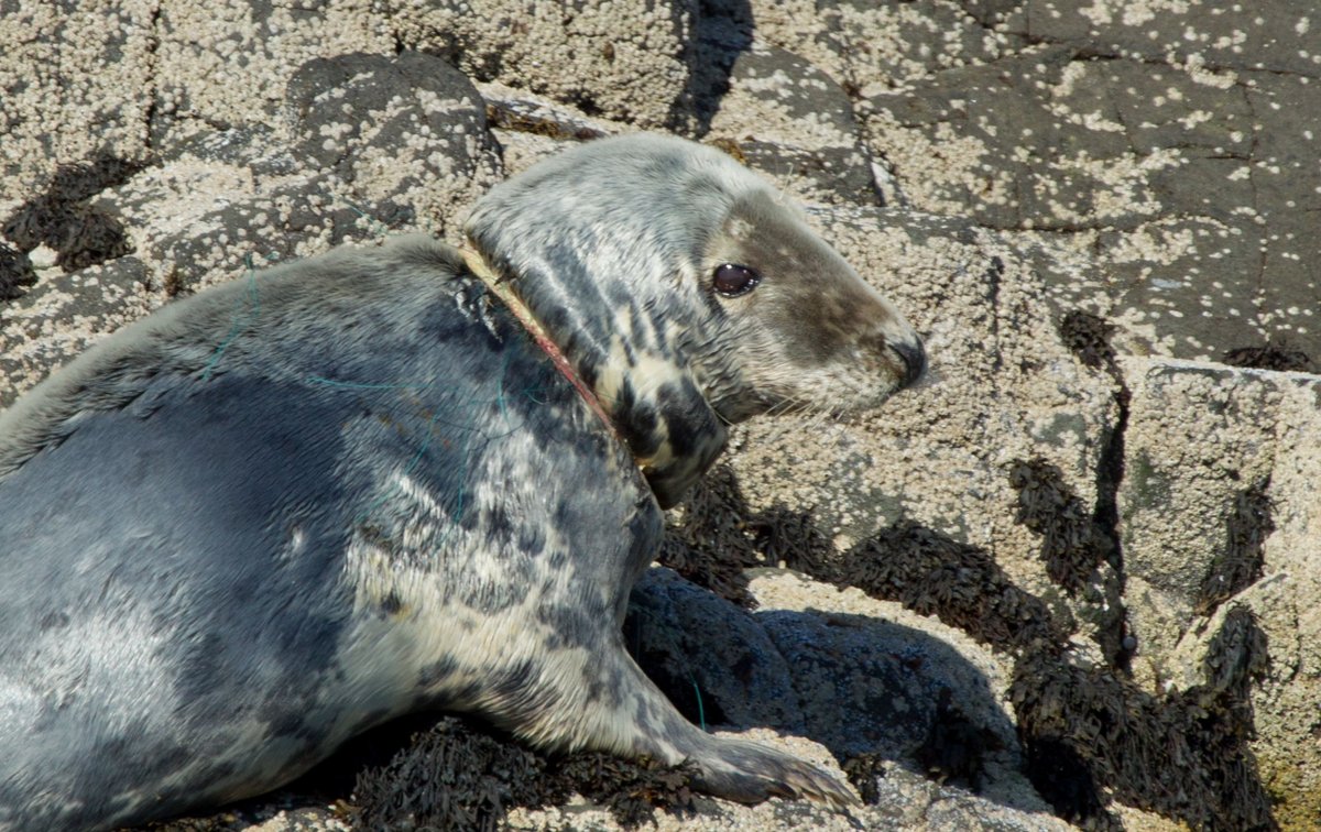 SteveTrewhella1's tweet photo. Snowflakes think not using a plastic straw will  solve the marine litter crisis , corporate funded  conservation  organisations prefer to work alongside the fishing industry rather then oppose it , the Seal with the gillnet cutting its head off tells a different story https://t.co/oiwULpEx1w
