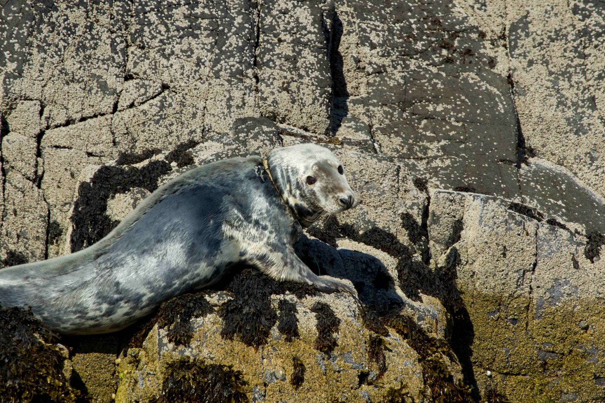 SteveTrewhella1's tweet photo. Snowflakes think not using a plastic straw will  solve the marine litter crisis , corporate funded  conservation  organisations prefer to work alongside the fishing industry rather then oppose it , the Seal with the gillnet cutting its head off tells a different story https://t.co/oiwULpEx1w