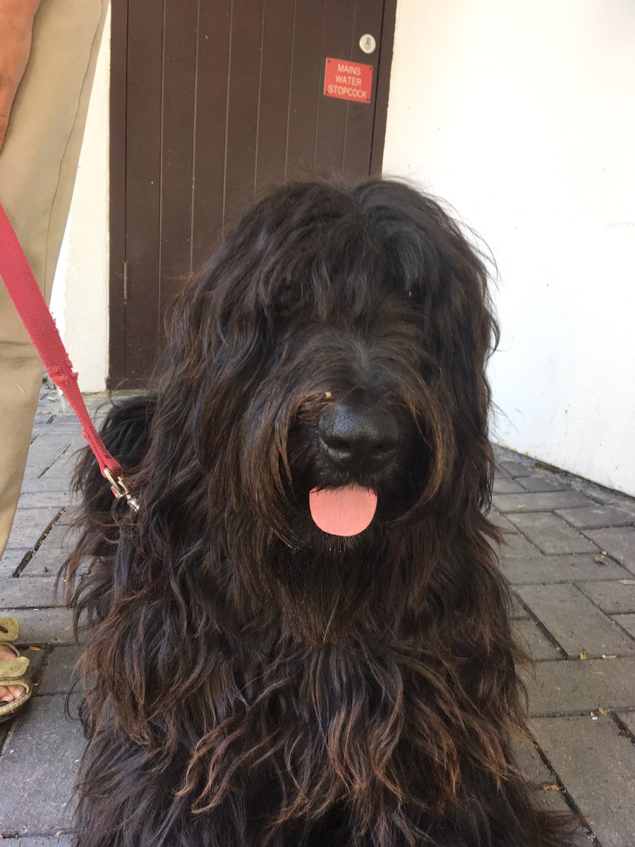 BBCCornwall's tweet photo. More that 65,000 of you got involved with the first day of #PetsMonth - thank you for all the lovely photos of your #rescue furry friends 

Jo from Millbrook adores her Briard Django #MeAndMyPet .. hear their story 0830 https://t.co/FUrWU1xt4k