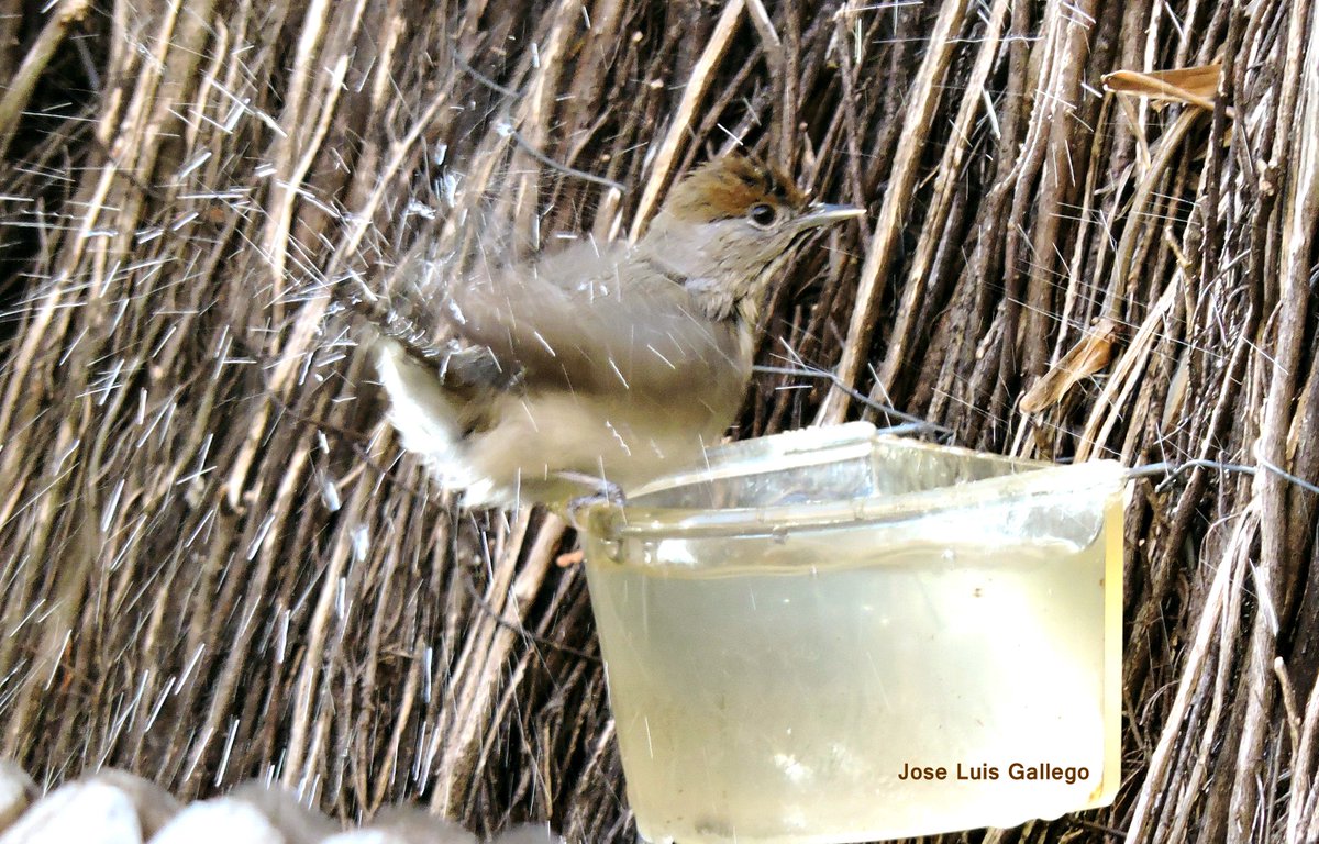 Por favor, dales de beber: les darás la vida. Cualquier recipiente vale. #PonUnBebedero 🐦🐦🐦