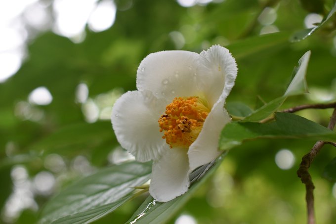 沙羅双樹の花の色 の沙羅 シャラ の木とは 花の色や意味を解説 Botanica