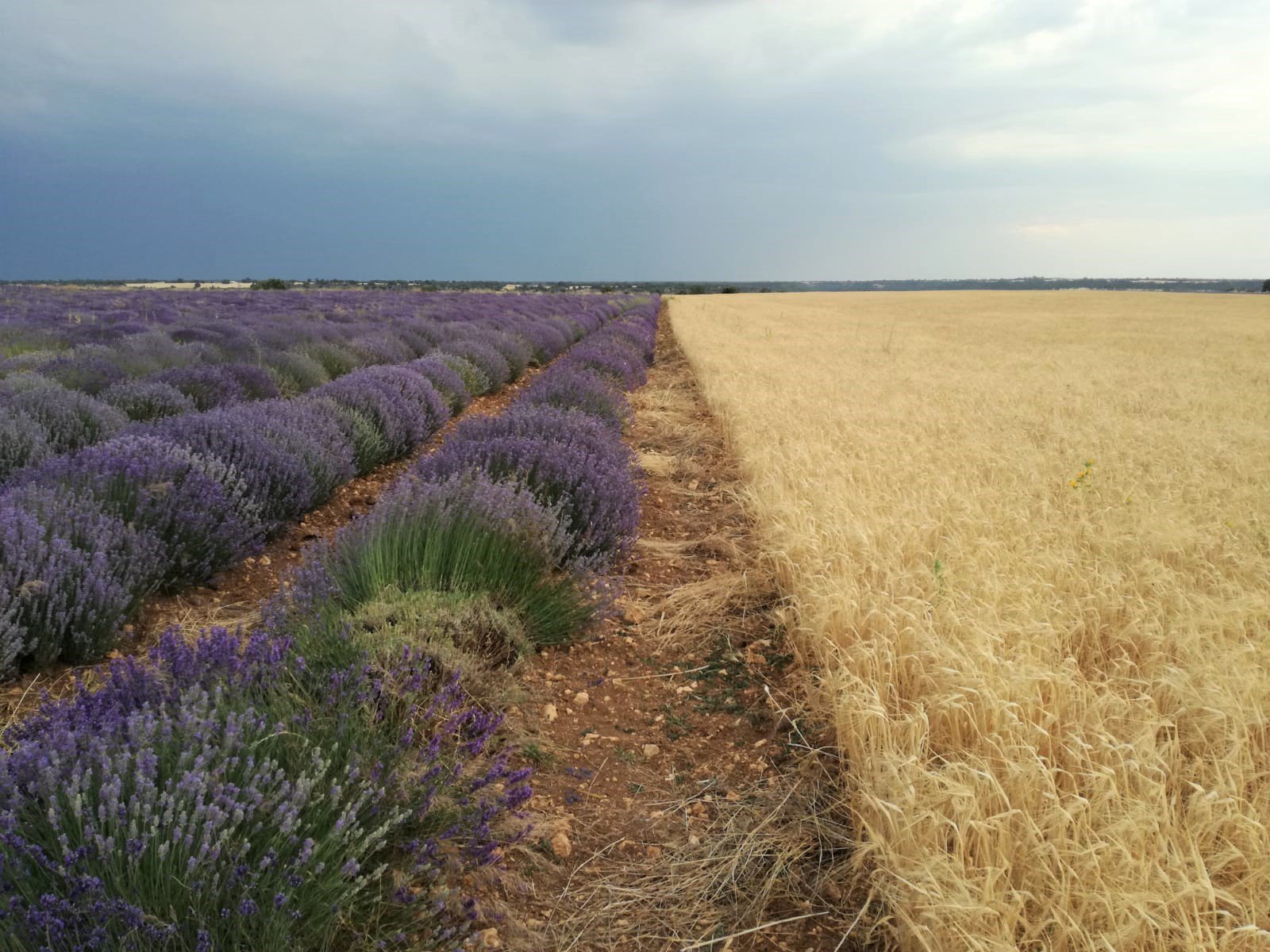 Consejos de Fotografia Campos de Lavanda Brihuega Alcarria ✈️ Foro Castilla la Mancha