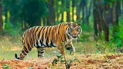 চাঁদনী tweet media