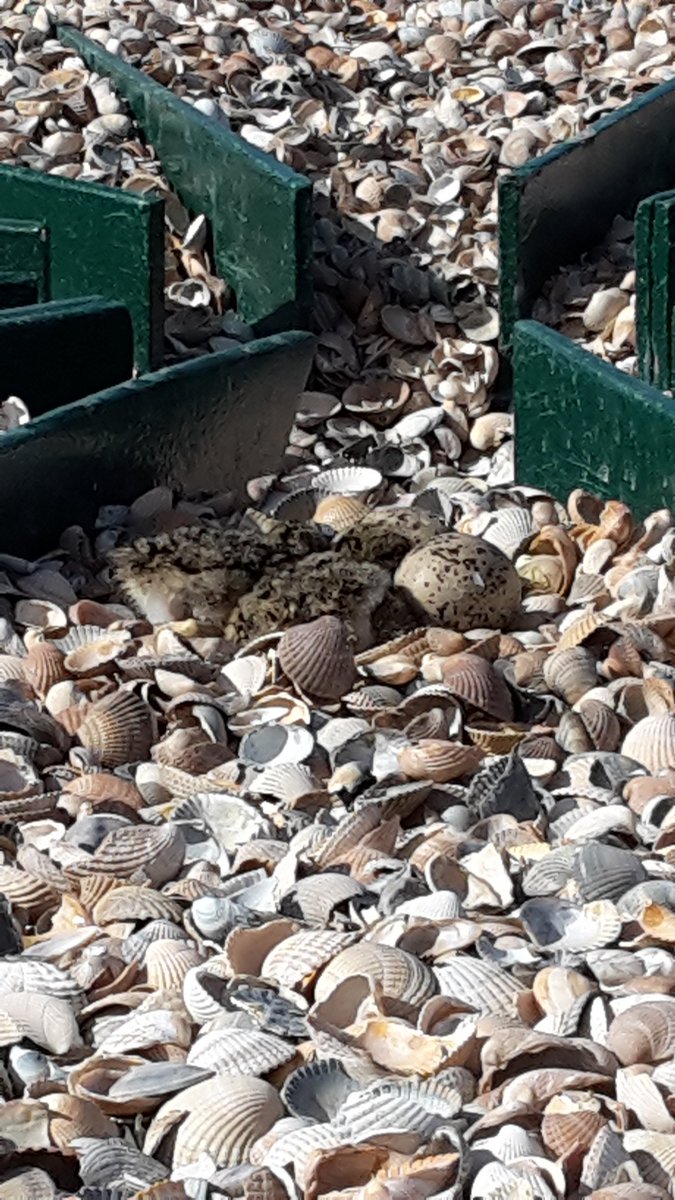 GjerrytH's tweet image. De #scholekster op de kees wevers wadpost heeft #kuikens kwelder holwerd oost #educatieprogramma #pierewaaien @staatsbosbeheer noard #fryslân