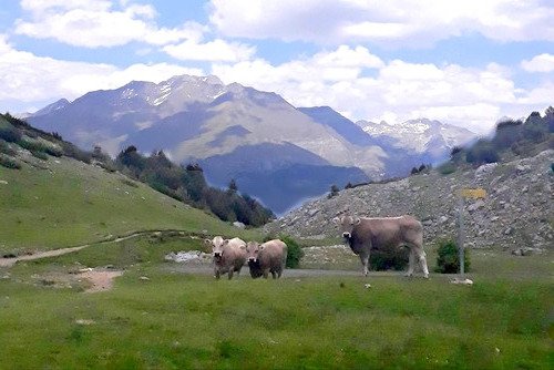 InterregPOCTEFA's tweet photo. 🥩 #Viande des #Pyrénées avec #DietaPYR2 : Découvrez les variétés de viande bovine 🐮 indigènes des Pyrénées ⛰ à travers la promotion des #éleveurs et des #restaurants de la région. Cliquez : https://t.co/QweTldfjKD #POCTEFA https://t.co/2qliZCybgM