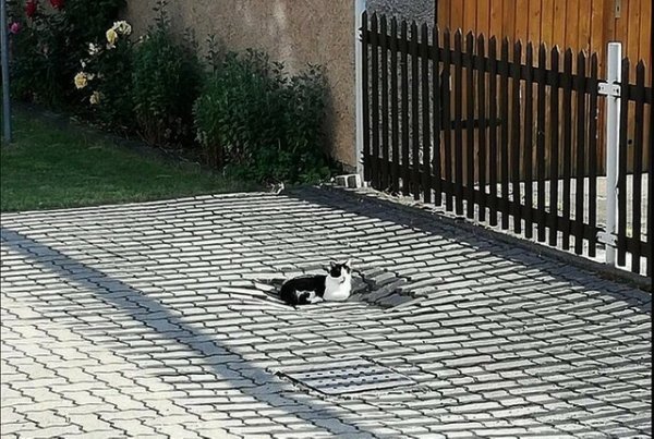 DickKingSmith's tweet photo. My heart goes out to this unfortunate cat.
Poor thing's in quite a deep depression. https://t.co/1a0vOFf7Sc